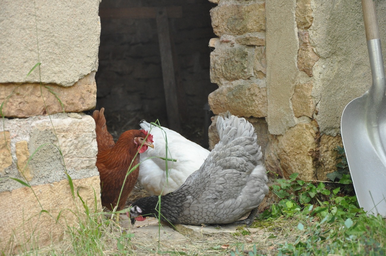 Créer une mini-ferme à la maison
