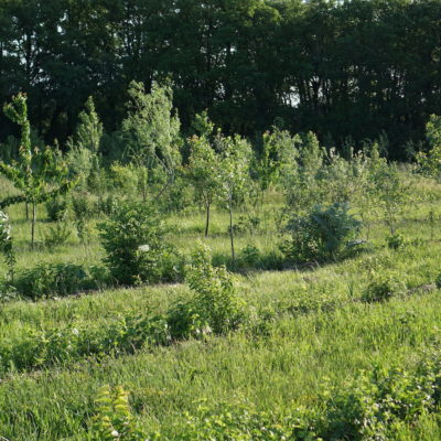 L’art de cultiver avec les arbres