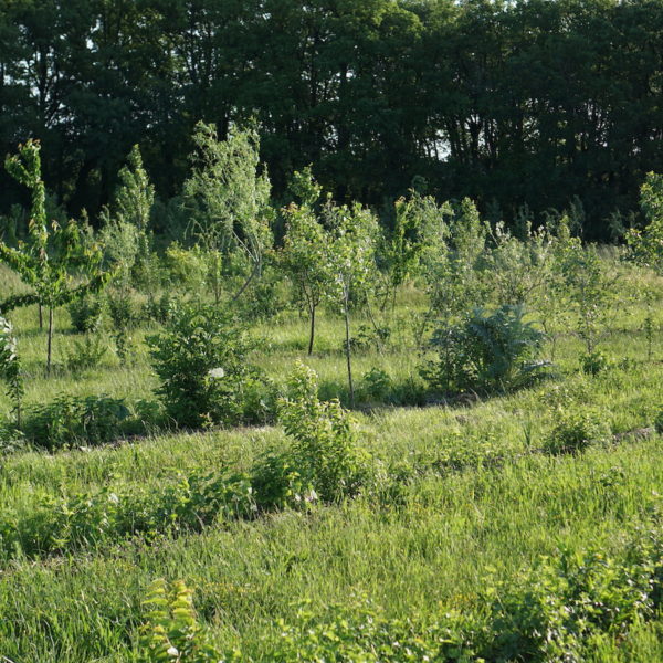 L’art de cultiver avec les arbres