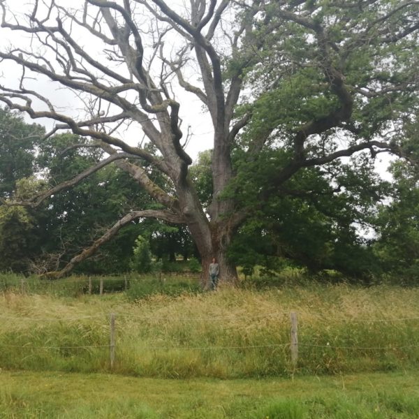 Quand les arbres meurent dans l’indifférence