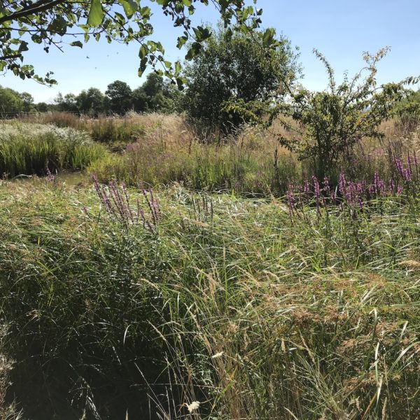 15 clés pour un jardin vivant