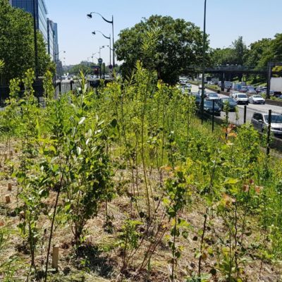 Le boom des mini-forêts urbaines