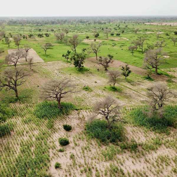 « L’agriculture du 21ème siècle devra nécessairement associer les arbres » Emmanuel Torquebiau, expert en agroforesterie